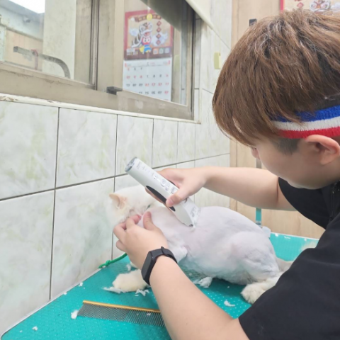 貓咪實作教學課程