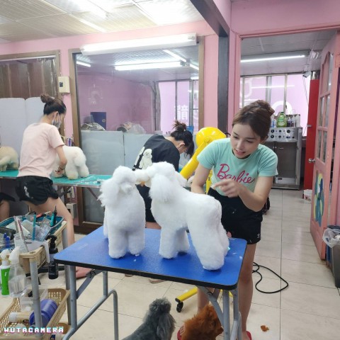 寵物創意造型美容技巧